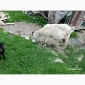 Продам козу з козеням. Ціна договірна - фото № 2