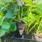Продам касетну розсаду саджанці полуниці - фото № 1