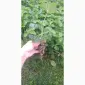 Продам касетну розсаду саджанці полуниці - фото № 2