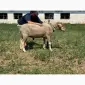 Продам племінного барана породи Меріноландшаф - фото № 1
