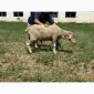 Продам племінного барана породи Меріноландшаф - фото № 2