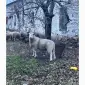 Продам племінного барана породи Меріноландшаф - фото № 4