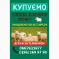 Купую вівці барани ягнята - фото № 1