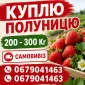Куплю полуницю на постійній основі 200-600 кг - фото № 2
