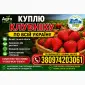Куплю клубнику по всі Україні в любому обʼємі - фото № 1
