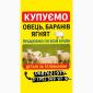 Куплю Вівці Барани Ягнята - фото № 1