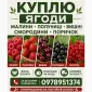 Підпиємство купує ягоди Полуниць - фото № 1