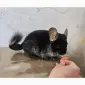 Шиншила хлопчик - фото № 2