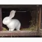 Продам кролицю (самка) - фото № 1