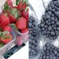 Продам свіжу полуницю та лохину. Продаж оптом та в об’ємі - фото № 1