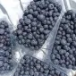 Закупівля лохини Житомирська область | свіжа лохина оптом | від 10 тонн - фото № 1