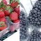 Продаж свіжої полуниці та лохини - фото № 1