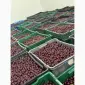 Продам вишню охолоджену крупним оптом (з холодильника - фото № 4