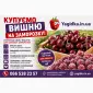 Куплю вишню - фото № 1