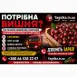Продам Вишню - фото № 1