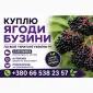 Купуємо Бузину - фото № 1