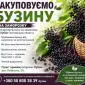 Купуємо бузину на заморозку - фото № 1