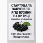 Закупівля бузини - фото № 1