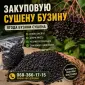 Куплю сушену бузину - фото № 1
