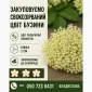 Закуповуємо свіжозірваний цвіт бузини запрошуємо до співпраці - фото № 1