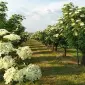 ОПТОВІ ПОСТАВКИ БУЗИНИ - ПОВНИЙ АСОРТИМЕНТ /Виробник / Заготівельник / Постійна основа - фото № 3