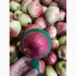 Продам яблука гала брукфілд - фото № 5