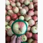 Продам яблука гала брукфілд - фото № 7