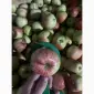 Продам яблука гала брукфілд - фото № 9