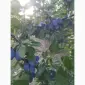 Продам сливу стенлей - фото № 1