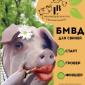 БМВД для свиней - фото № 1