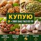 Куплю горіх - фото № 1