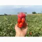 Продаємо помідори Асвон та Брісколіно оптом з поля - фото № 5