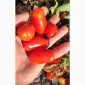 Продам коктейльный помидор - фото № 2
