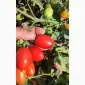 Продам коктейльный помидор - фото № 3