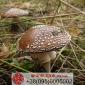 Мухомор Пантерний (Amanita Pantherina), сушений - фото № 3