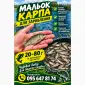 Продаж зарибка коропа - фото № 1