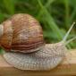 Куплю дикий виноградний равлик HELIX POMATIA - фото № 2
