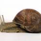 Куплю дикий виноградний равлик HELIX POMATIA - фото № 3
