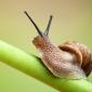 Куплю дикий виноградний равлик HELIX POMATIA - фото № 4