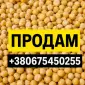 Продам горох жовтий - фото № 1