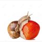 Продам улитку виноградную. ( дикую ) - фото № 3