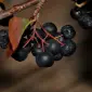 Продам заморожена аронія оптом від 5 тонн аронія для переробки і пюре Рівненська обл. Froz - фото № 1