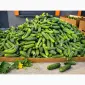 Продам свіжі огірки 12+ см для переробки - 10 грн/кг - фото № 3