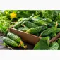 Продам свіжі огірки корнішони 7–9 см - 45 грн/кг - фото № 1