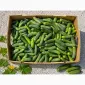 Продам свіжі огірки корнішони 7–9 см - 45 грн/кг - фото № 2
