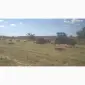 Продам сіно суданки - фото № 1