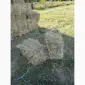 Сіно лугове - фото № 2
