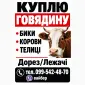Куплю Говядину - фото № 1