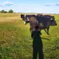 Продам Бики - фото № 1