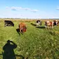 Продам Бики - фото № 2